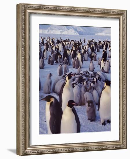 Emperor Penguins, Antarctica-Michael Rougier-Framed Photographic Print