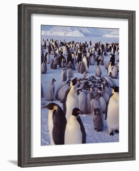 Emperor Penguins, Antarctica-Michael Rougier-Framed Photographic Print