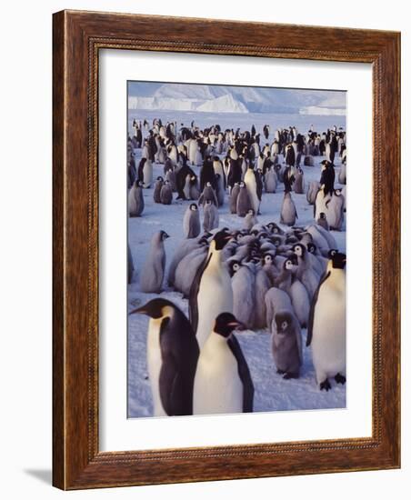 Emperor Penguins, Antarctica-Michael Rougier-Framed Photographic Print