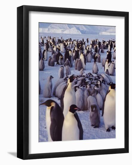 Emperor Penguins, Antarctica-Michael Rougier-Framed Photographic Print