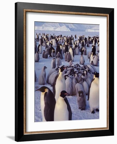 Emperor Penguins, Antarctica-Michael Rougier-Framed Photographic Print