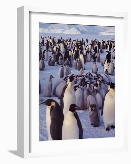 Emperor Penguins, Antarctica-Michael Rougier-Framed Photographic Print