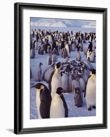 Emperor Penguins, Antarctica-Michael Rougier-Framed Photographic Print