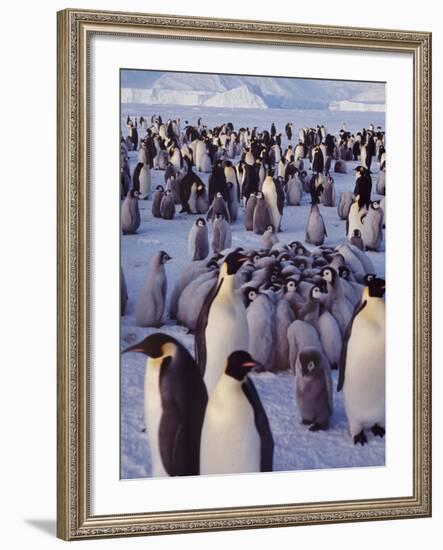 Emperor Penguins, Antarctica-Michael Rougier-Framed Photographic Print