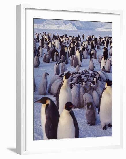 Emperor Penguins, Antarctica-Michael Rougier-Framed Photographic Print