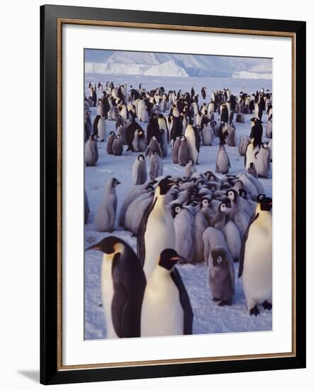 Emperor Penguins, Antarctica-Michael Rougier-Framed Photographic Print