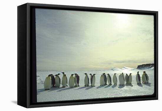 Emperor Penguins, Antarctica-Michael Rougier-Framed Premier Image Canvas