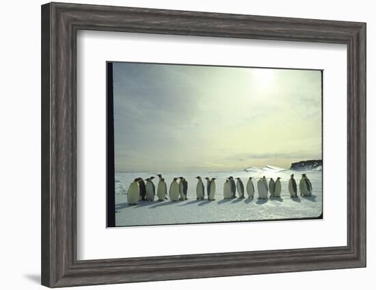 Emperor Penguins, Antarctica-Michael Rougier-Framed Photographic Print