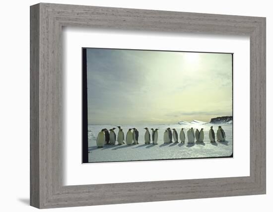 Emperor Penguins, Antarctica-Michael Rougier-Framed Photographic Print