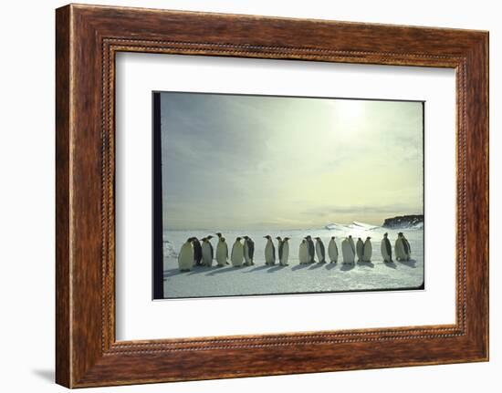 Emperor Penguins, Antarctica-Michael Rougier-Framed Photographic Print