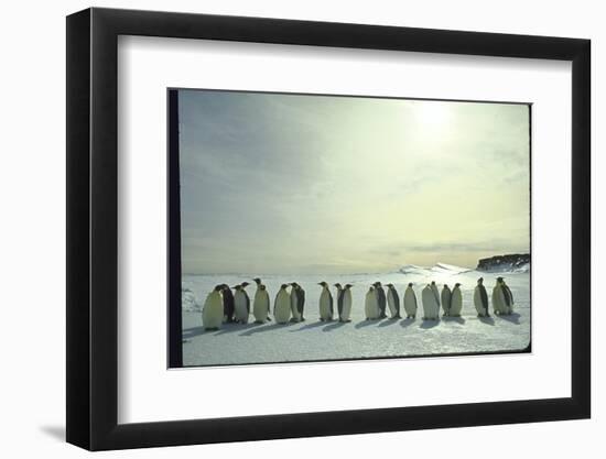 Emperor Penguins, Antarctica-Michael Rougier-Framed Photographic Print