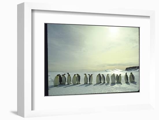 Emperor Penguins, Antarctica-Michael Rougier-Framed Photographic Print