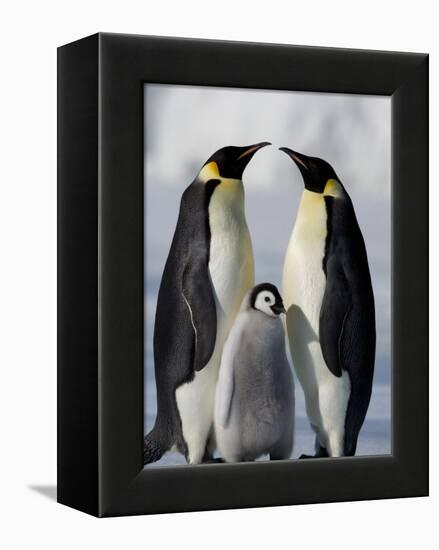 Emperor Penguins (Aptenodytes Forsteri) and Chick, Snow Hill Island, Weddell Sea, Antarctica-Thorsten Milse-Framed Premier Image Canvas