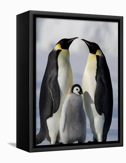 Emperor Penguins (Aptenodytes Forsteri) and Chick, Snow Hill Island, Weddell Sea, Antarctica-Thorsten Milse-Framed Premier Image Canvas