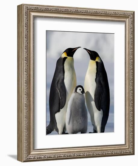 Emperor Penguins (Aptenodytes Forsteri) and Chick, Snow Hill Island, Weddell Sea, Antarctica-Thorsten Milse-Framed Photographic Print