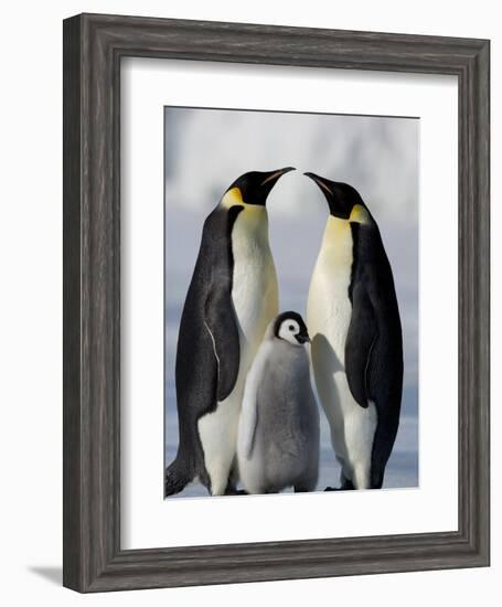 Emperor Penguins (Aptenodytes Forsteri) and Chick, Snow Hill Island, Weddell Sea, Antarctica-Thorsten Milse-Framed Photographic Print