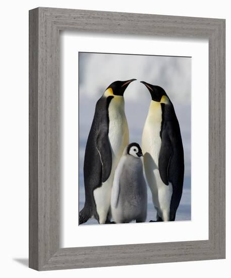 Emperor Penguins (Aptenodytes Forsteri) and Chick, Snow Hill Island, Weddell Sea, Antarctica-Thorsten Milse-Framed Photographic Print