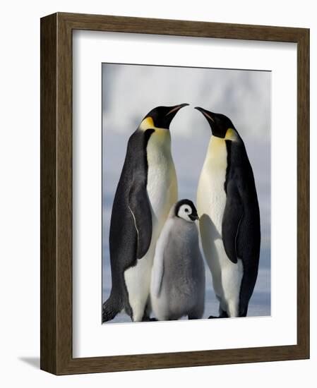 Emperor Penguins (Aptenodytes Forsteri) and Chick, Snow Hill Island, Weddell Sea, Antarctica-Thorsten Milse-Framed Photographic Print