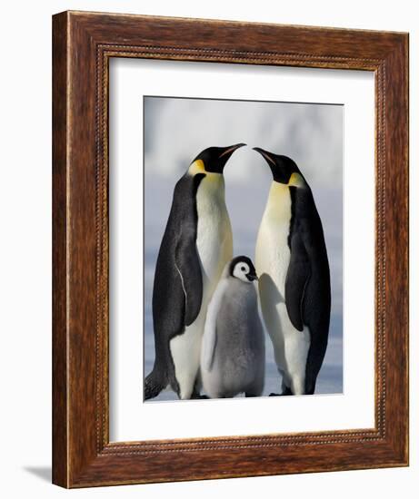 Emperor Penguins (Aptenodytes Forsteri) and Chick, Snow Hill Island, Weddell Sea, Antarctica-Thorsten Milse-Framed Photographic Print