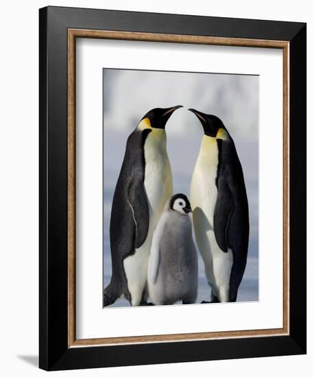 Emperor Penguins (Aptenodytes Forsteri) and Chick, Snow Hill Island, Weddell Sea, Antarctica-Thorsten Milse-Framed Photographic Print