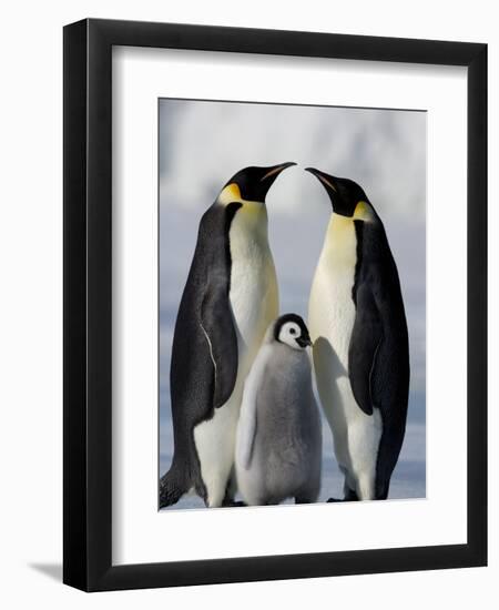 Emperor Penguins (Aptenodytes Forsteri) and Chick, Snow Hill Island, Weddell Sea, Antarctica-Thorsten Milse-Framed Photographic Print