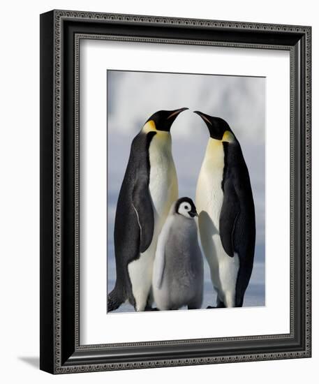 Emperor Penguins (Aptenodytes Forsteri) and Chick, Snow Hill Island, Weddell Sea, Antarctica-Thorsten Milse-Framed Photographic Print