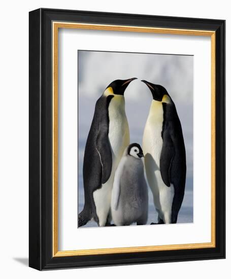 Emperor Penguins (Aptenodytes Forsteri) and Chick, Snow Hill Island, Weddell Sea, Antarctica-Thorsten Milse-Framed Photographic Print