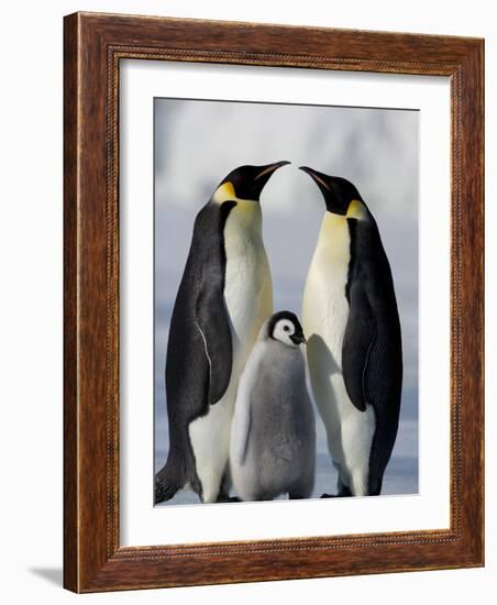 Emperor Penguins (Aptenodytes Forsteri) and Chick, Snow Hill Island, Weddell Sea, Antarctica-Thorsten Milse-Framed Photographic Print