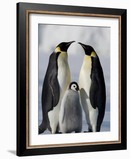 Emperor Penguins (Aptenodytes Forsteri) and Chick, Snow Hill Island, Weddell Sea, Antarctica-Thorsten Milse-Framed Photographic Print