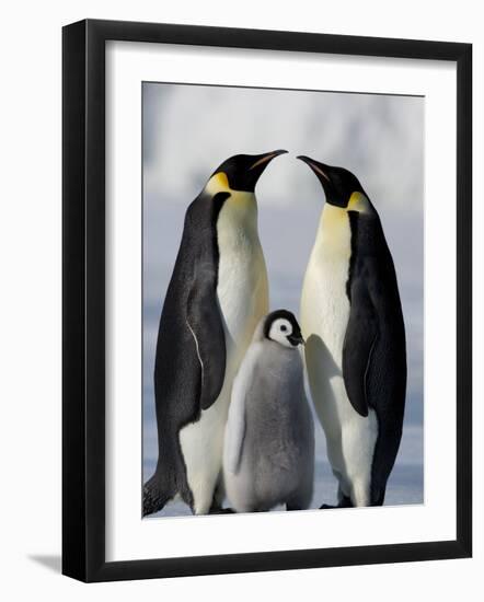 Emperor Penguins (Aptenodytes Forsteri) and Chick, Snow Hill Island, Weddell Sea, Antarctica-Thorsten Milse-Framed Photographic Print