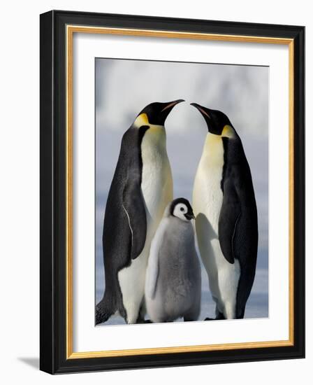 Emperor Penguins (Aptenodytes Forsteri) and Chick, Snow Hill Island, Weddell Sea, Antarctica-Thorsten Milse-Framed Photographic Print