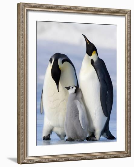 Emperor Penguins (Aptenodytes Forsteri) and Chick, Snow Hill Island, Weddell Sea, Antarctica-Thorsten Milse-Framed Photographic Print