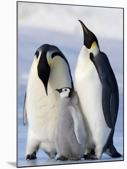 Emperor Penguins (Aptenodytes Forsteri) and Chick, Snow Hill Island, Weddell Sea, Antarctica-Thorsten Milse-Mounted Photographic Print