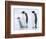 Emperor Penguins (Aptenodytes Forsteri) and Chick, Snow Hill Island, Weddell Sea, Antarctica-Thorsten Milse-Framed Photographic Print