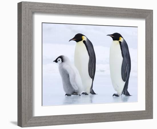 Emperor Penguins (Aptenodytes Forsteri) and Chick, Snow Hill Island, Weddell Sea, Antarctica-Thorsten Milse-Framed Photographic Print