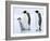 Emperor Penguins (Aptenodytes Forsteri) and Chick, Snow Hill Island, Weddell Sea, Antarctica-Thorsten Milse-Framed Photographic Print