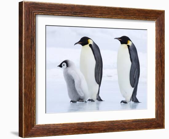 Emperor Penguins (Aptenodytes Forsteri) and Chick, Snow Hill Island, Weddell Sea, Antarctica-Thorsten Milse-Framed Photographic Print