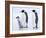 Emperor Penguins (Aptenodytes Forsteri) and Chick, Snow Hill Island, Weddell Sea, Antarctica-Thorsten Milse-Framed Photographic Print