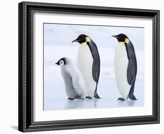 Emperor Penguins (Aptenodytes Forsteri) and Chick, Snow Hill Island, Weddell Sea, Antarctica-Thorsten Milse-Framed Photographic Print