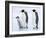 Emperor Penguins (Aptenodytes Forsteri) and Chick, Snow Hill Island, Weddell Sea, Antarctica-Thorsten Milse-Framed Photographic Print