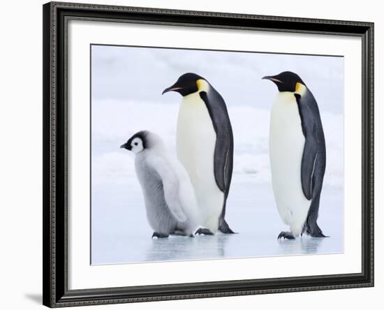 Emperor Penguins (Aptenodytes Forsteri) and Chick, Snow Hill Island, Weddell Sea, Antarctica-Thorsten Milse-Framed Photographic Print