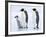 Emperor Penguins (Aptenodytes Forsteri) and Chick, Snow Hill Island, Weddell Sea, Antarctica-Thorsten Milse-Framed Photographic Print