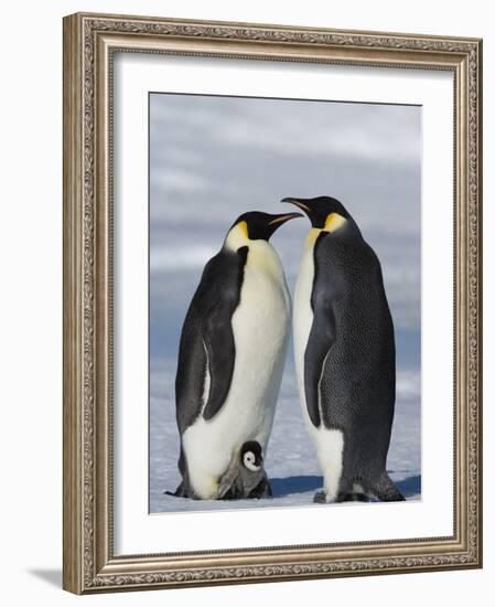 Emperor Penguins (Aptenodytes Forsteri) and Chick, Snow Hill Island, Weddell Sea, Antarctica-Thorsten Milse-Framed Photographic Print