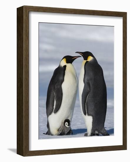 Emperor Penguins (Aptenodytes Forsteri) and Chick, Snow Hill Island, Weddell Sea, Antarctica-Thorsten Milse-Framed Photographic Print