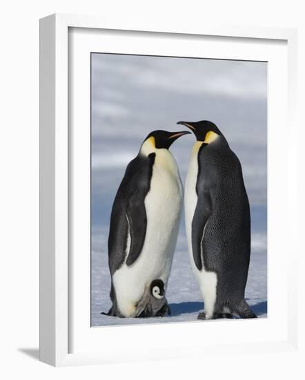 Emperor Penguins (Aptenodytes Forsteri) and Chick, Snow Hill Island, Weddell Sea, Antarctica-Thorsten Milse-Framed Photographic Print