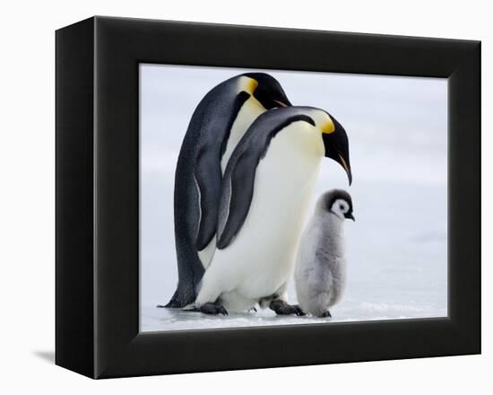 Emperor Penguins (Aptenodytes Forsteri) and Chick, Snow Hill Island, Weddell Sea, Antarctica-Thorsten Milse-Framed Premier Image Canvas