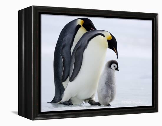 Emperor Penguins (Aptenodytes Forsteri) and Chick, Snow Hill Island, Weddell Sea, Antarctica-Thorsten Milse-Framed Premier Image Canvas