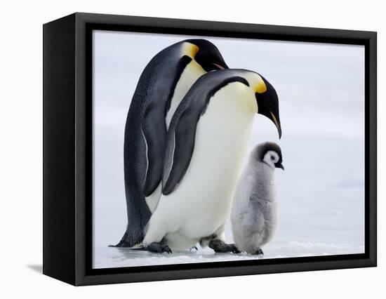 Emperor Penguins (Aptenodytes Forsteri) and Chick, Snow Hill Island, Weddell Sea, Antarctica-Thorsten Milse-Framed Premier Image Canvas