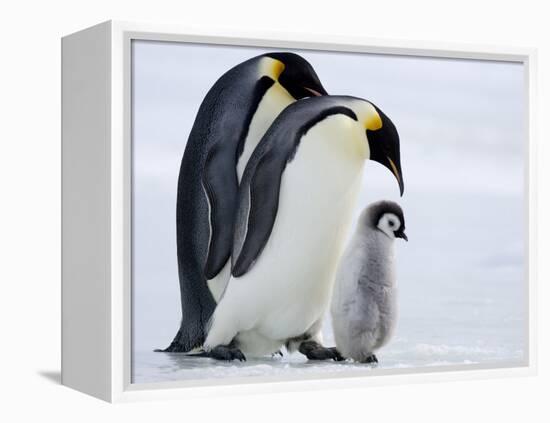 Emperor Penguins (Aptenodytes Forsteri) and Chick, Snow Hill Island, Weddell Sea, Antarctica-Thorsten Milse-Framed Premier Image Canvas