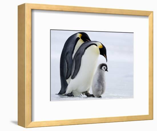 Emperor Penguins (Aptenodytes Forsteri) and Chick, Snow Hill Island, Weddell Sea, Antarctica-Thorsten Milse-Framed Photographic Print